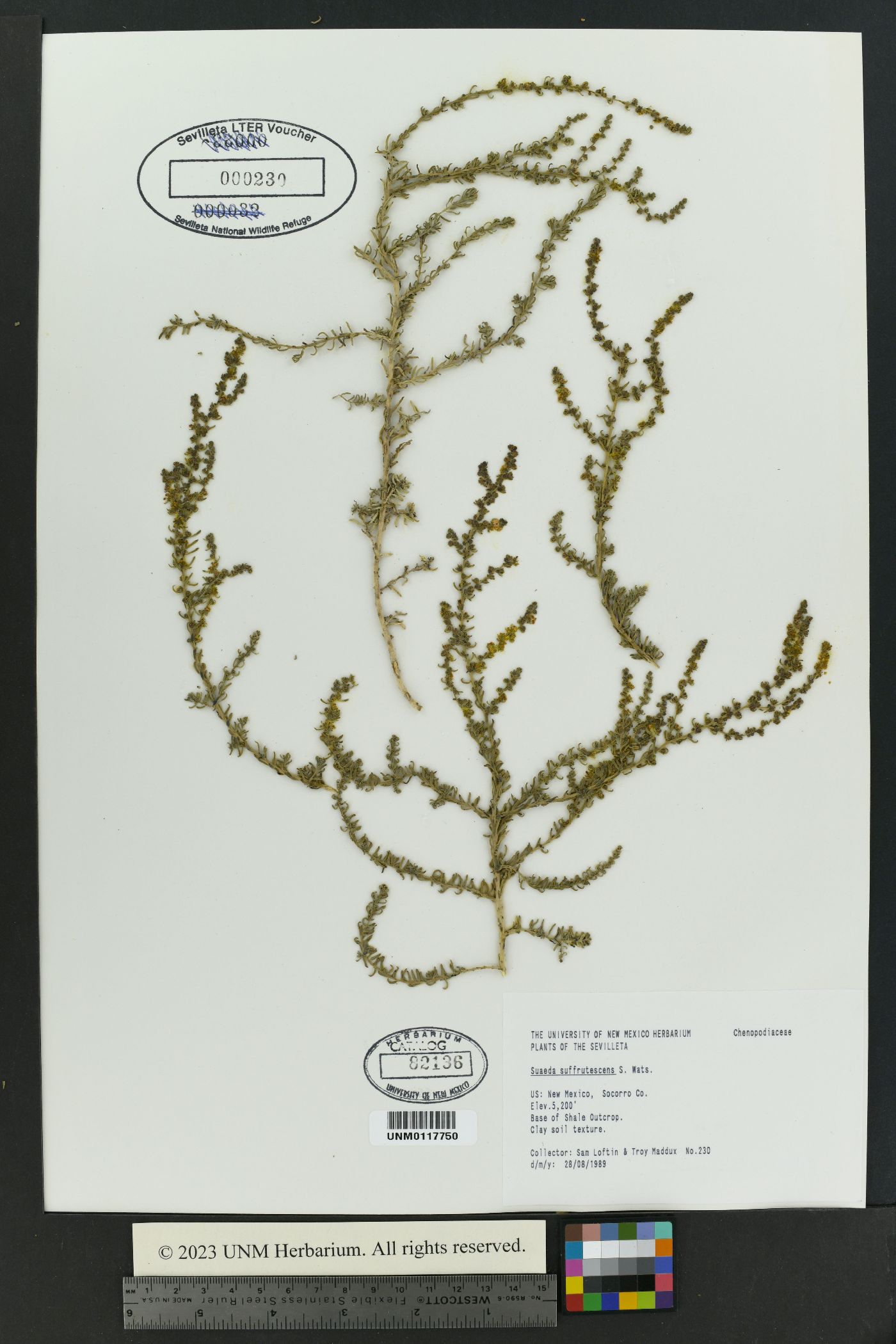 Suaeda suffrutescens image