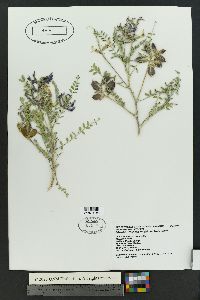 Astragalus lentiginosus var. diphysus image