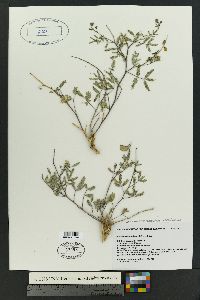 Pomaria jamesii image