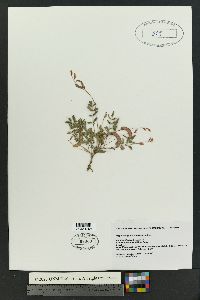 Caesalpinia drepanocarpa image