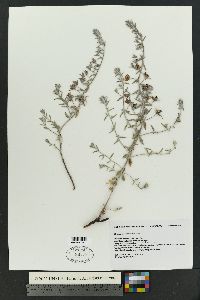 Krameria lanceolata image