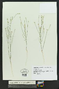 Linum australe image