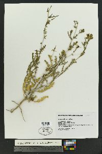 Mentzelia oligosperma image