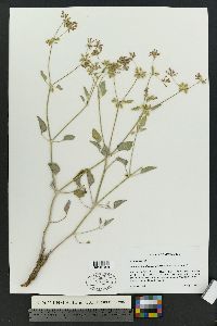 Acleisanthes chenopodioides image