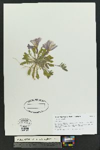 Oenothera cespitosa image