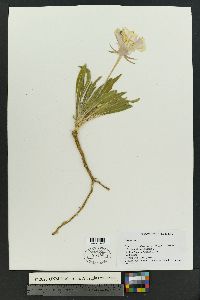 Oenothera cespitosa var. cespitosa image