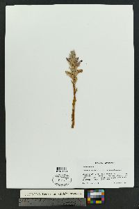 Orobanche ludoviciana subsp. multiflora image