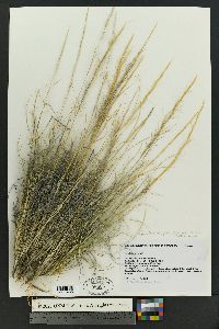 Aristida purpurea var. wrightii image