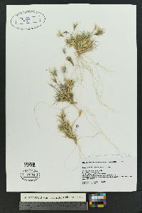 Dasyochloa pulchella image