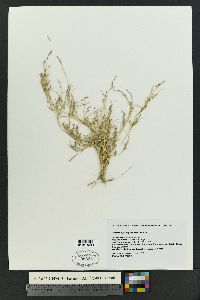 Muhlenbergia repens image