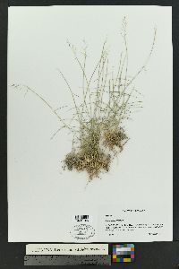 Sporobolus nealleyi image