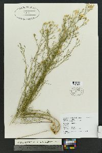Ipomopsis longiflora subsp. australis image