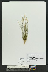 Polygala alba image