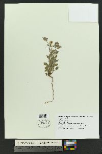 Eriogonum abertianum image