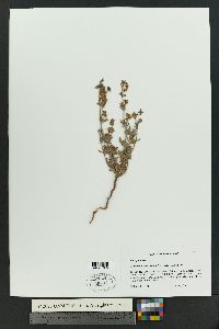 Eriogonum abertianum image