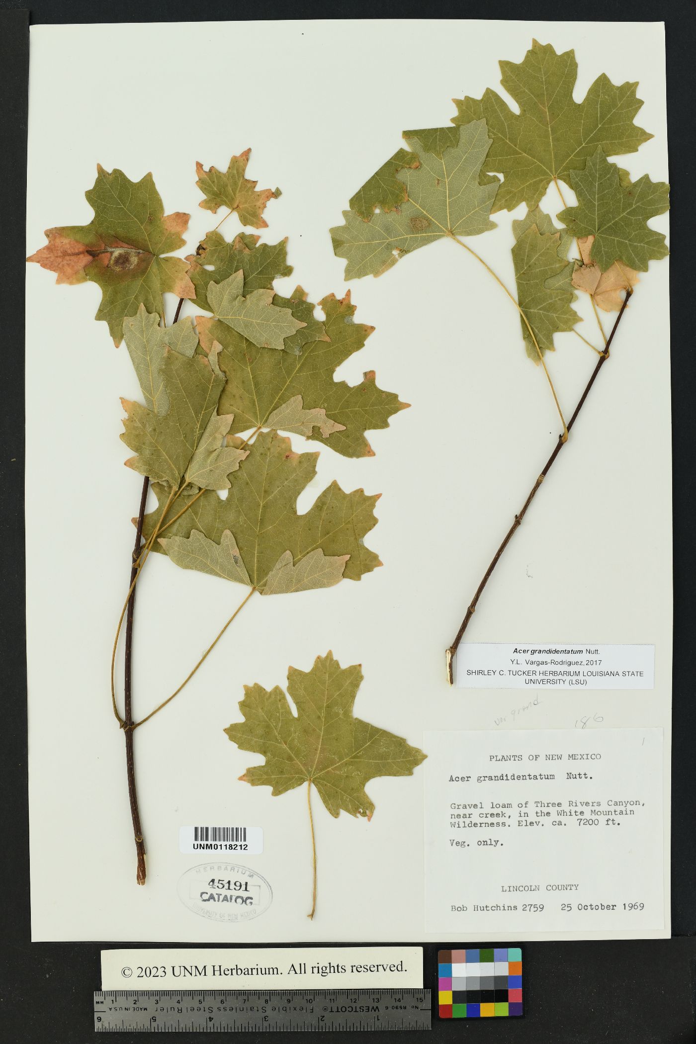 Acer grandidentata image