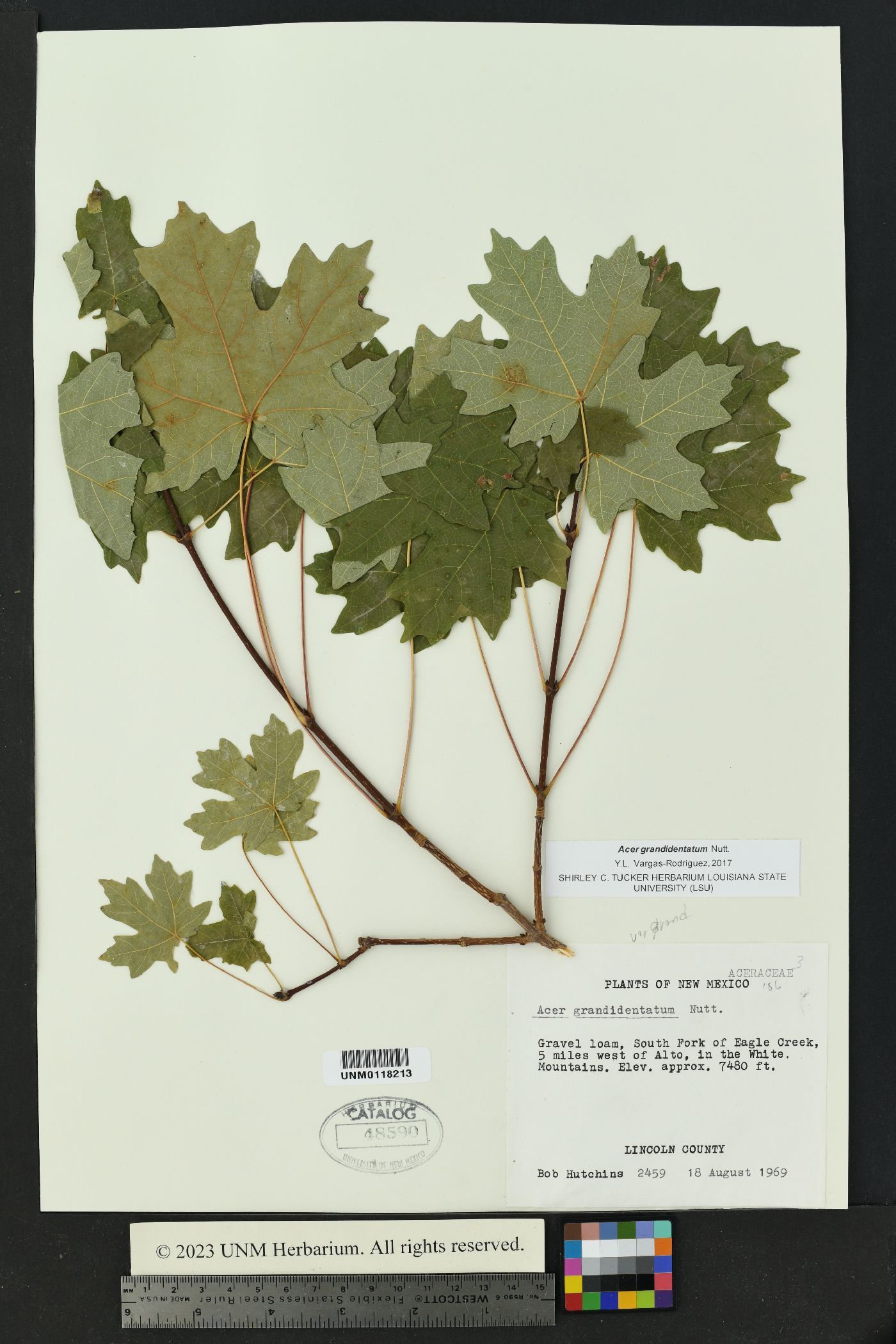 Acer grandidentata image