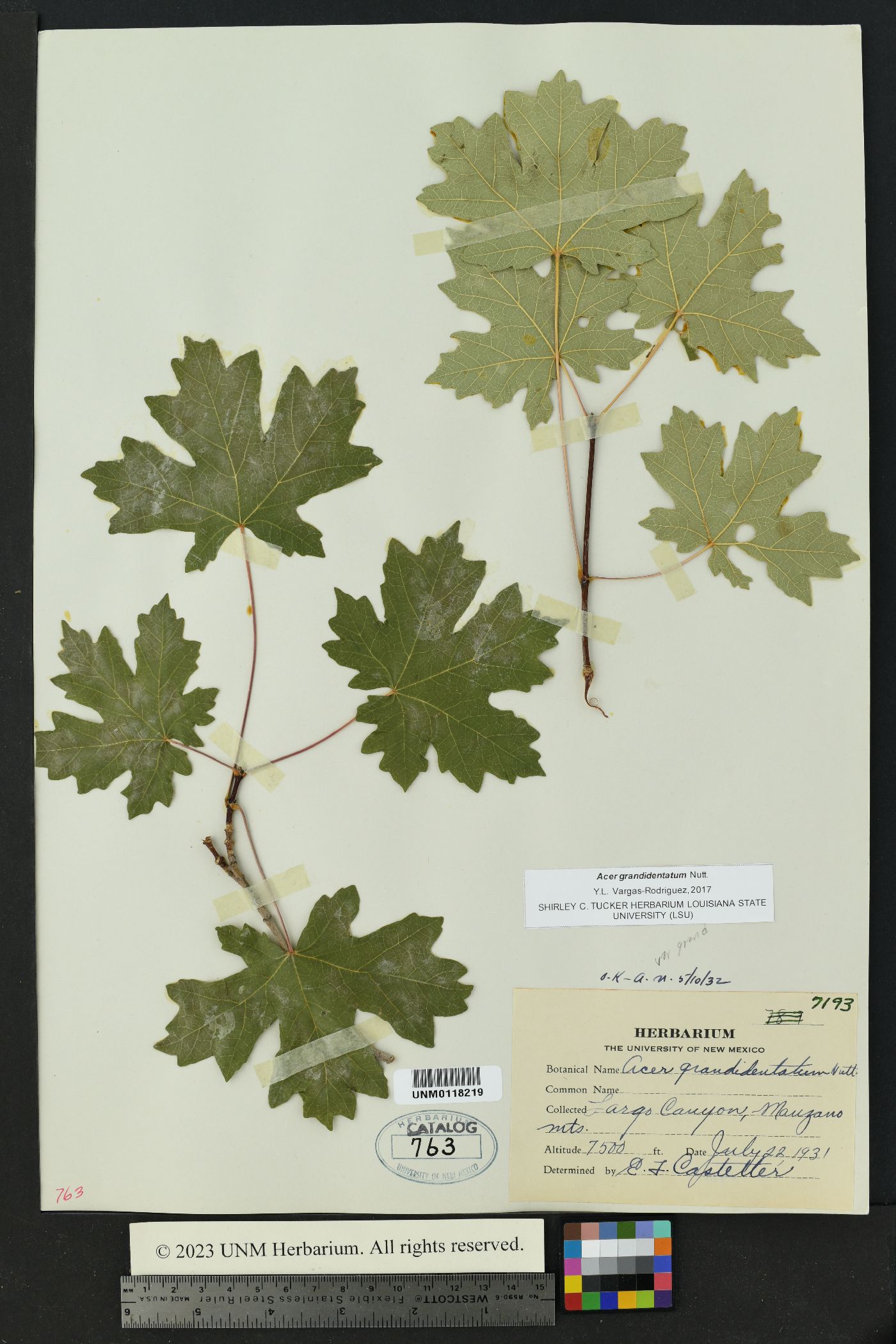 Acer grandidentata image
