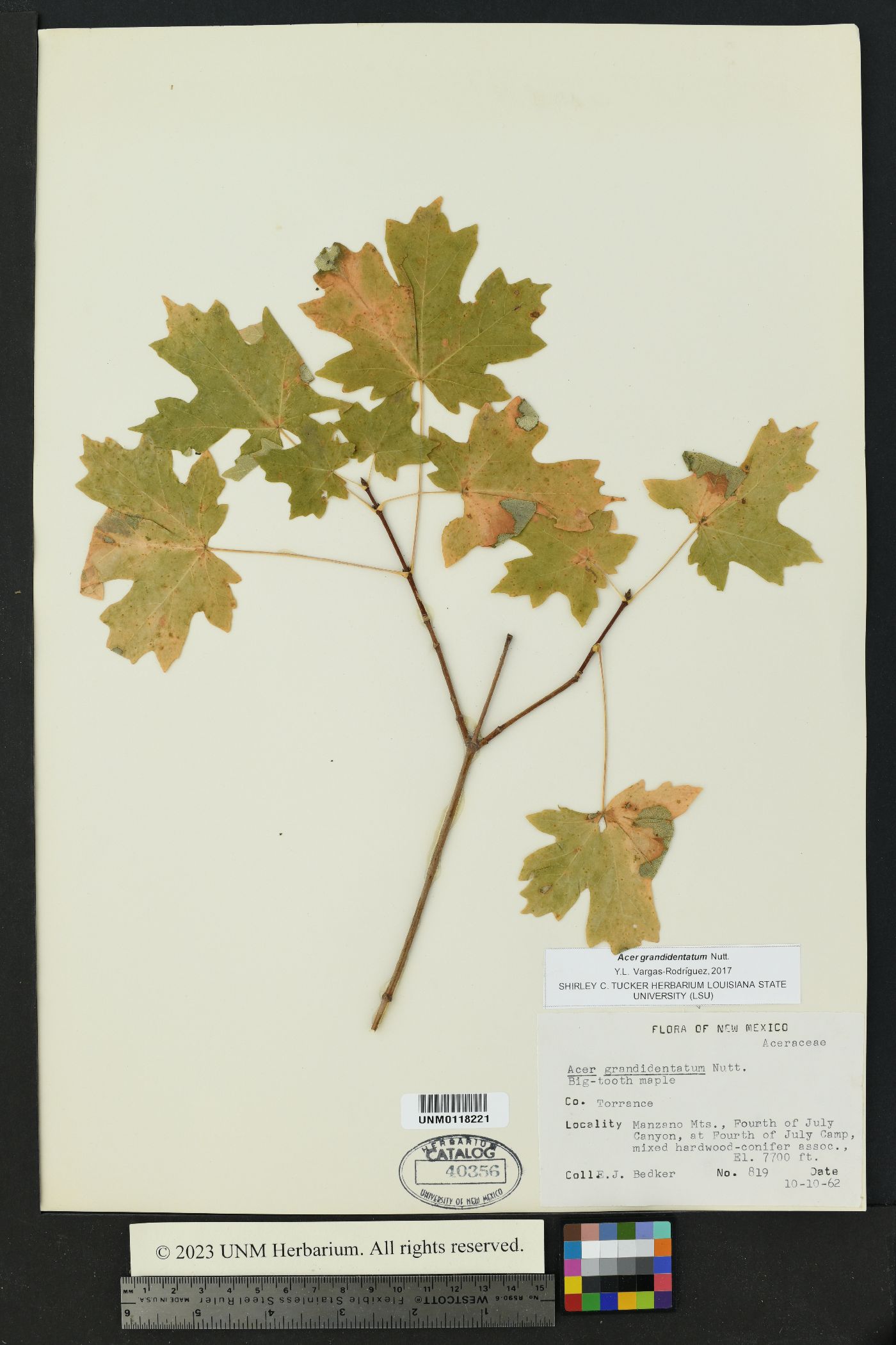 Acer grandidentata image