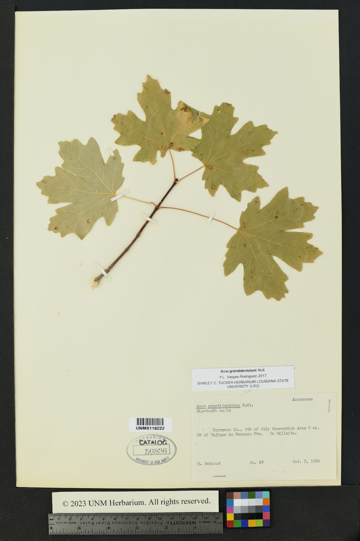 Acer grandidentata image