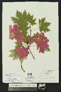 Acer grandidentata image