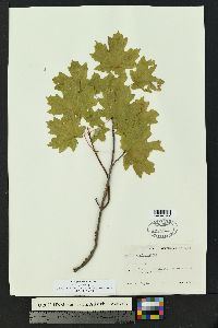 Acer grandidentata image