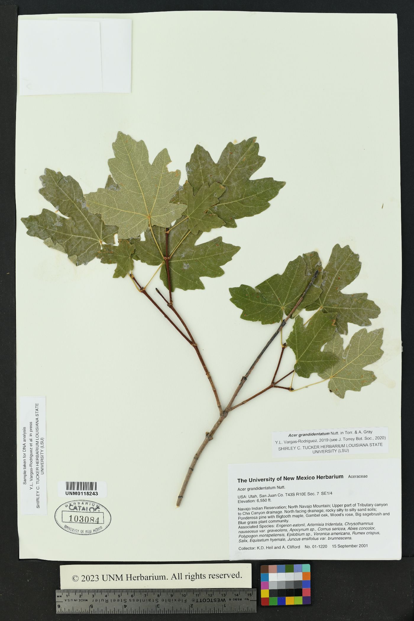 Acer grandidentata image