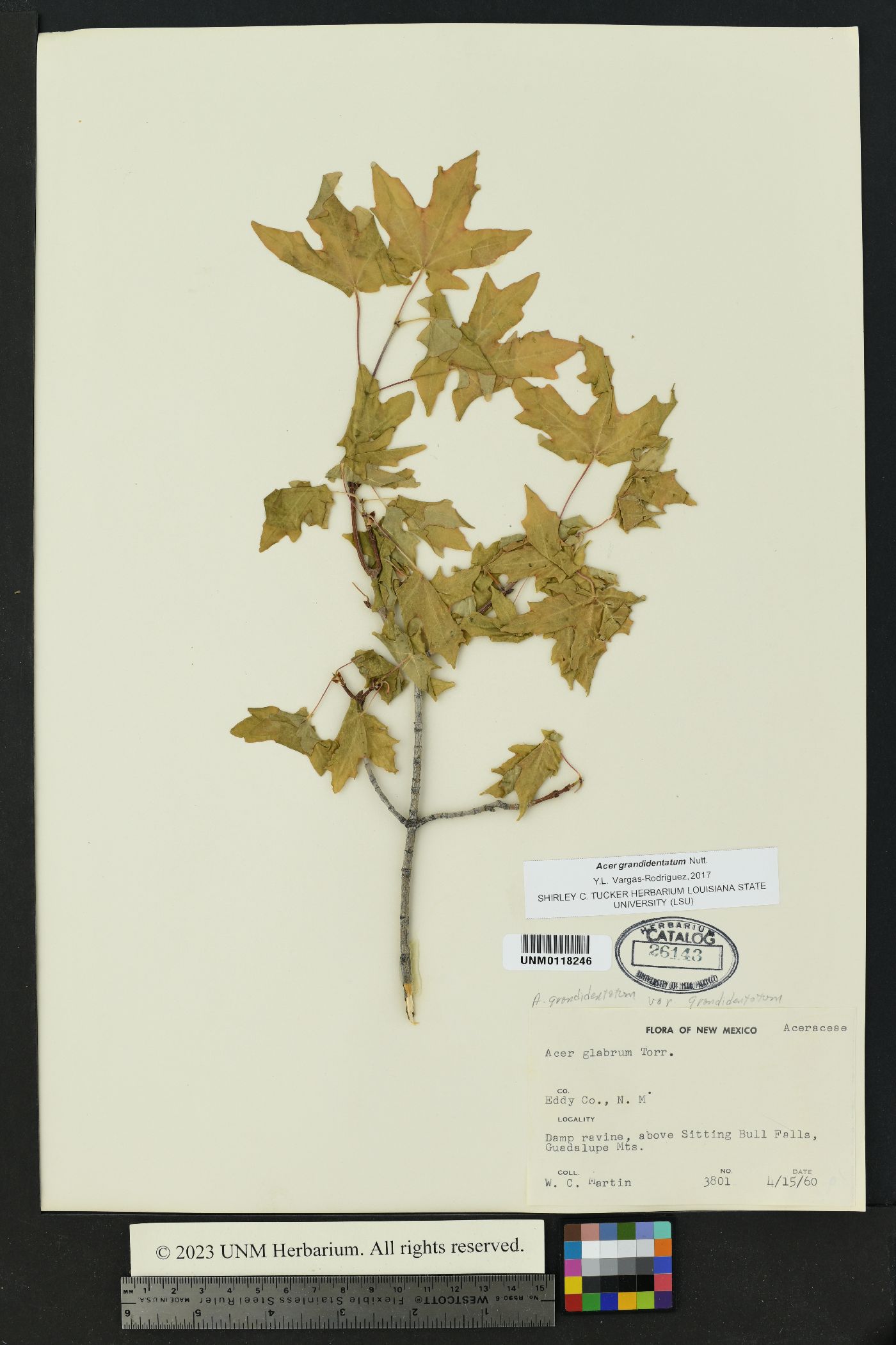 Acer grandidentata image