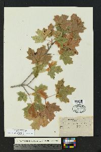 Acer grandidentata image