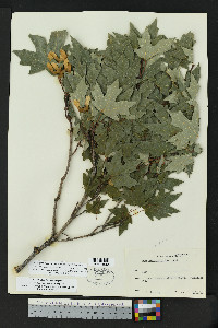 Acer grandidentatum var. sinuosum image