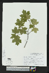 Acer grandidentatum var. sinuosum image