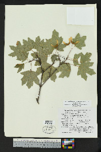 Acer grandidentatum var. sinuosum image