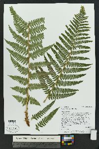 Dryopteris filix-mas image