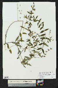 Scutellaria galericulata image