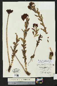 Rhodiola integrifolia subsp. integrifolia image