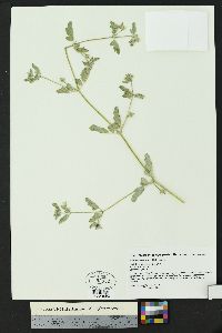 Kallstroemia parviflora image