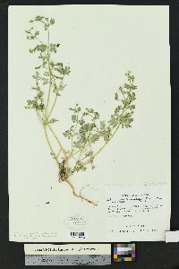 Kallstroemia californica image