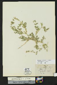 Kallstroemia parviflora image