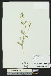 Kallstroemia parviflora image