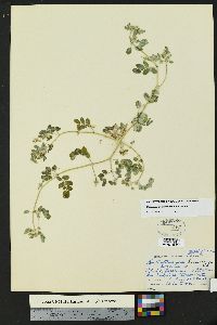 Kallstroemia parviflora image