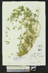 Kallstroemia parviflora image