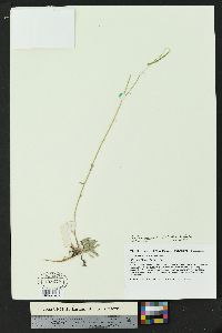 Boechera gracilenta image