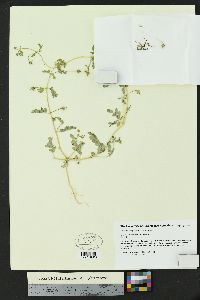 Kallstroemia parviflora image