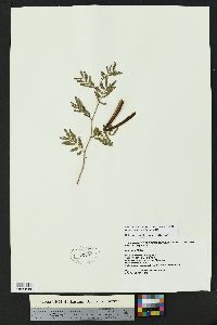 Desmanthus virgatus image