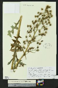 Sonchus oleraceus image