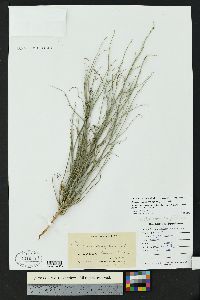 Stephanomeria pauciflora image