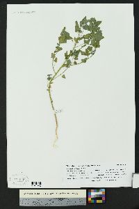 Chenopodium fremontii image