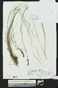 Elymus x pseudorepens image