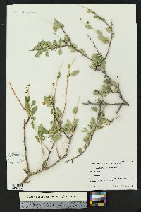 Stegnosperma halimifolium image