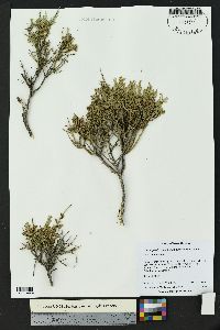 Glossopetalon spinescens var. planitierum image